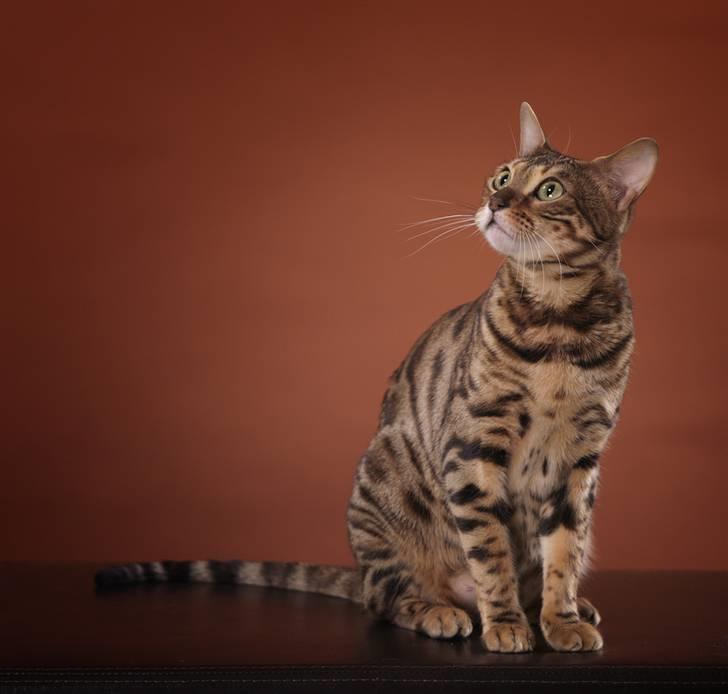 Bengal DK-Wild-diamond light in  billede 12