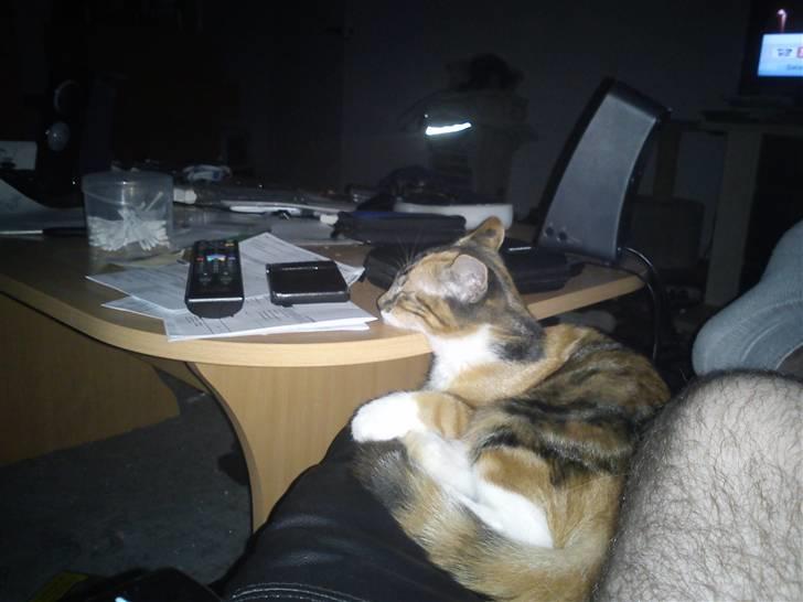 Huskat pjevs  billede 1