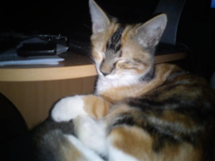 Huskat pjevs  billede 2