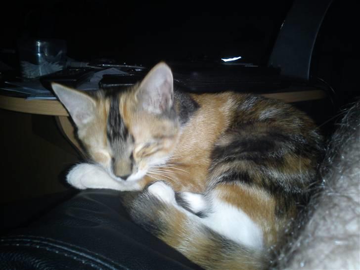 Huskat pjevs  billede 3