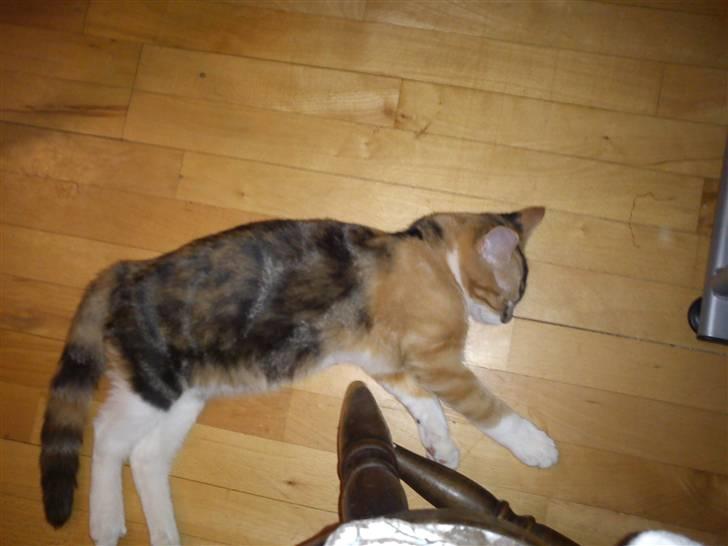 Huskat pjevs  billede 4