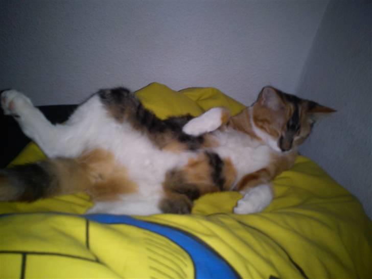 Huskat pjevs  billede 5