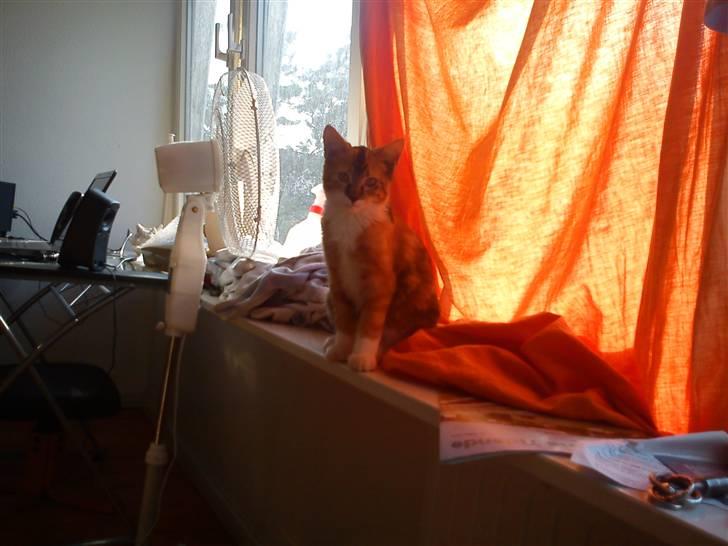 Huskat pjevs  billede 6