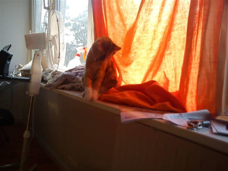 Huskat pjevs  billede 7