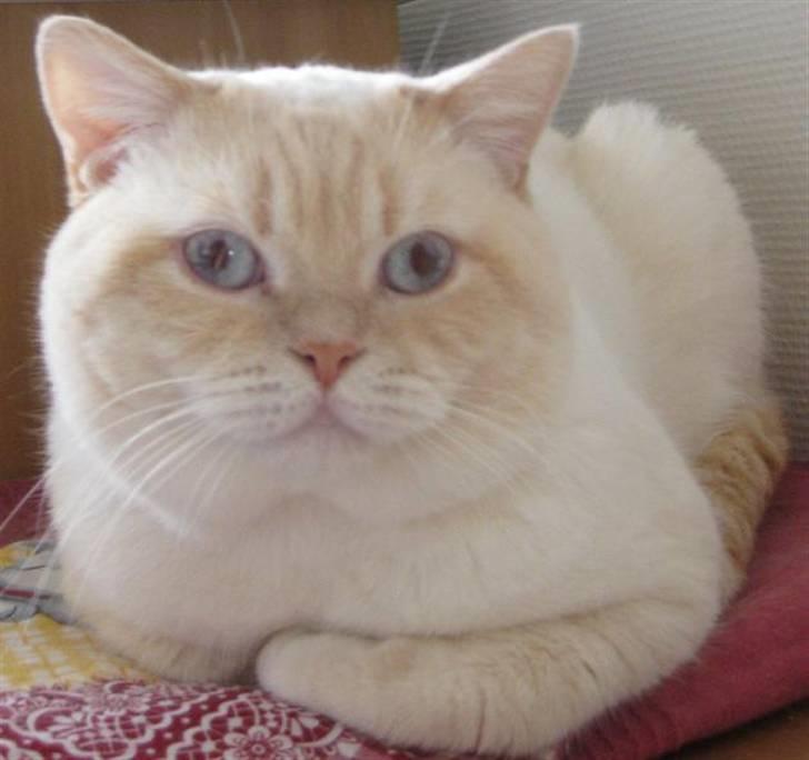 British Shorthair Braveheart billede 10