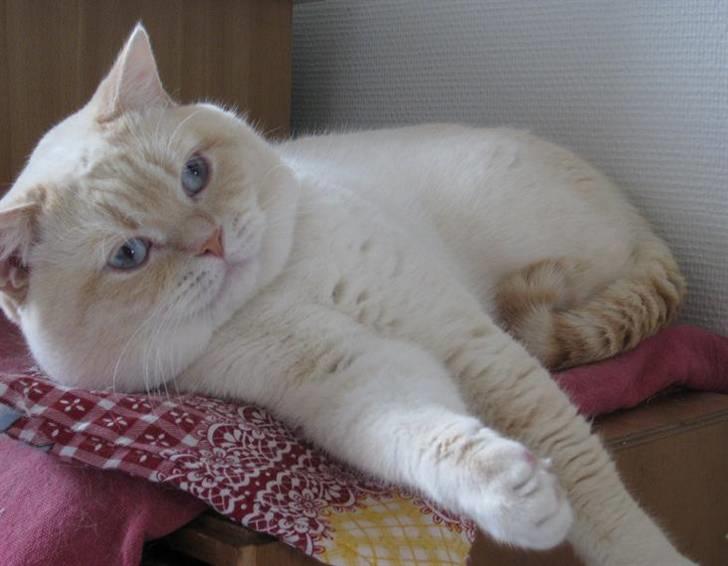 British Shorthair Braveheart billede 11