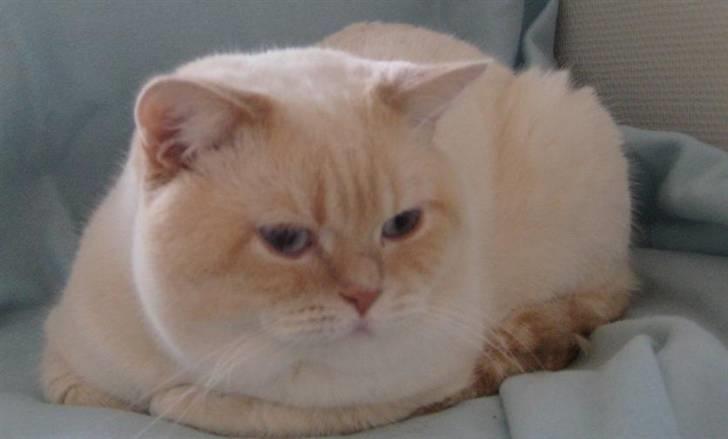 British Shorthair Braveheart billede 12