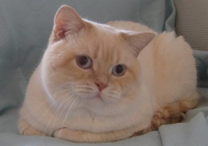 British Shorthair Braveheart billede 13