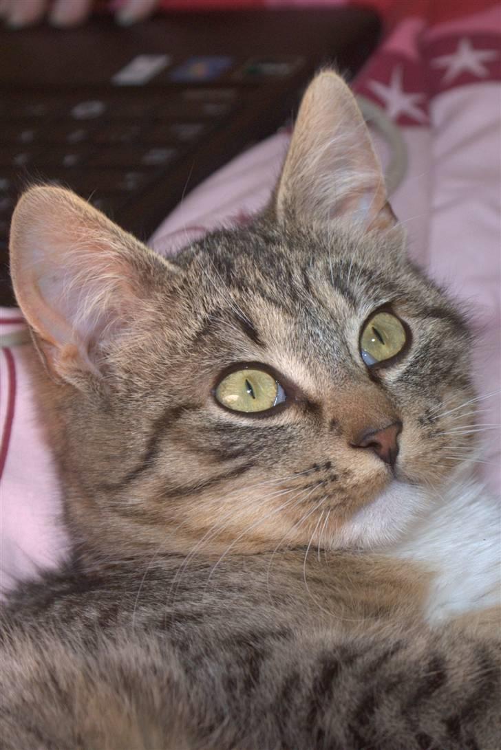 Blanding af racer Bjarne 2 billede 16