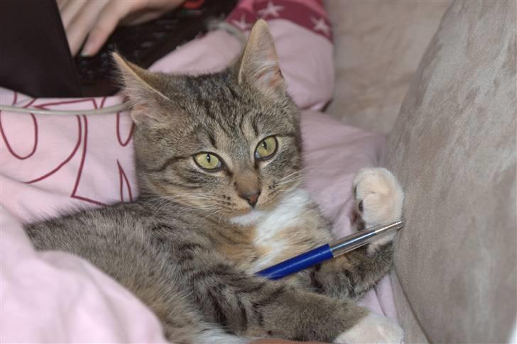 Blanding af racer Bjarne 2 billede 17