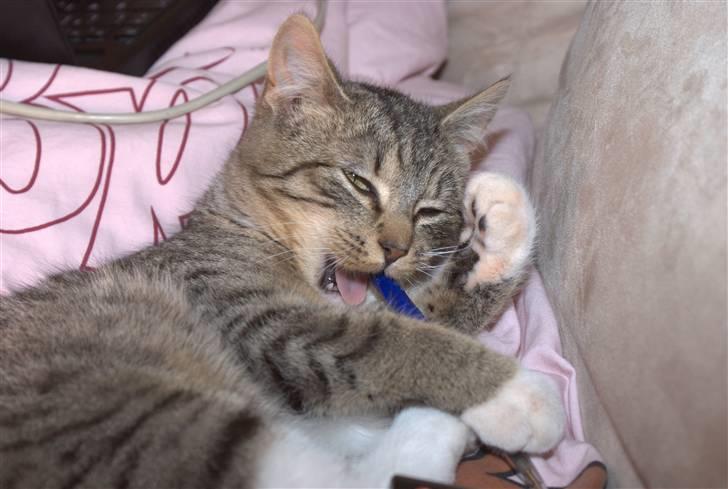 Blanding af racer Bjarne 2 billede 18