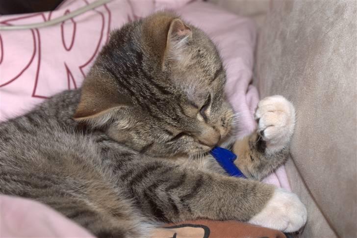 Blanding af racer Bjarne 2 billede 19