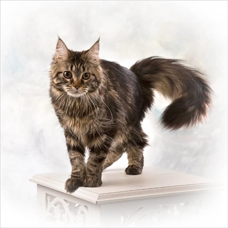 Maine Coon DK EkiriCoon´s Be Mine - Billedet er taget af Fotograferne Strandløv Krause - Horsens billede 1