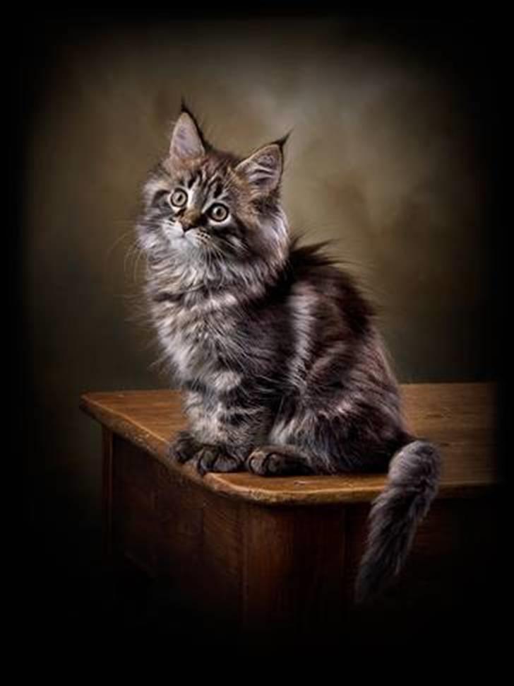 Maine Coon DK EkiriCoon´s Be Mine - Billedet er taget af Fotograferne Strandløv Krause - Horsens billede 2
