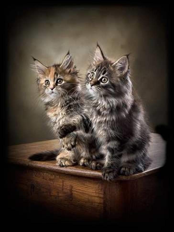 Maine Coon DK EkiriCoon´s Be Mine - Billedet er taget af Fotograferne Strandløv Krause - Horsens billede 3