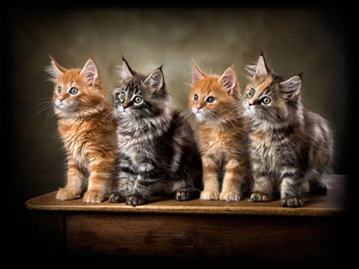 Maine Coon DK EkiriCoon´s Be Mine - Billedet er taget af Fotograferne Strandløv Krause - Horsens billede 4