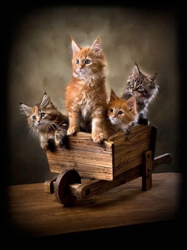 Maine Coon DK EkiriCoon´s Be Mine - Billedet er taget af Fotograferne Strandløv Krause - Horsens billede 5