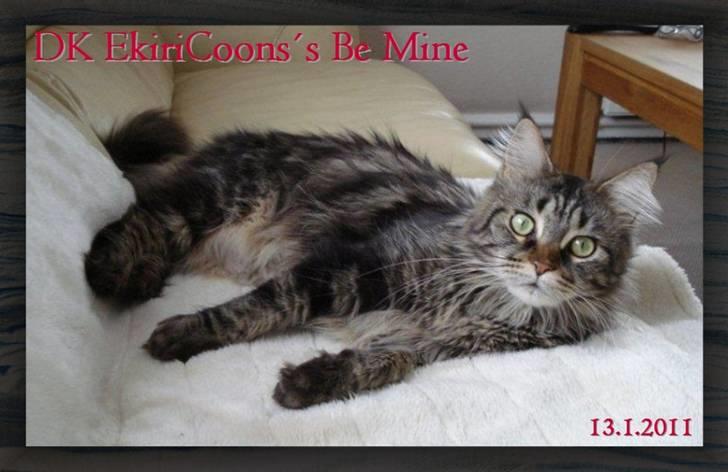 Maine Coon DK EkiriCoon´s Be Mine - Billede tilsendt af DK EkiriCoon 13.1.11 billede 6