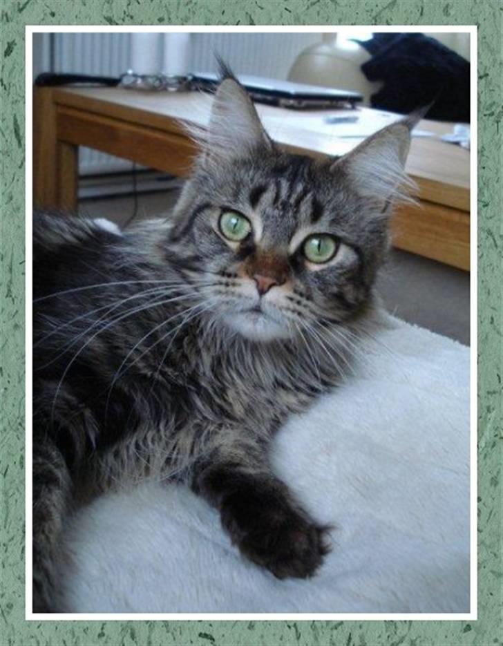 Maine Coon DK EkiriCoon´s Be Mine - Billede tilsendt af DK EkiriCoon 13.1.11 billede 7