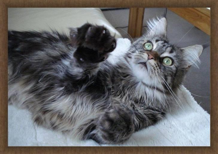 Maine Coon DK EkiriCoon´s Be Mine - Billede tilsendt af DK EkiriCoon 13.1.11 billede 8