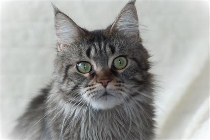 Maine Coon DK EkiriCoon´s Be Mine - Billede tilsendt af DK EkiriCoon 17.1.11 billede 9