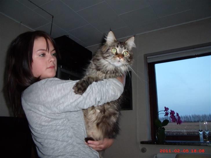 Maine Coon DK EkiriCoon´s Be Mine - Min datter og Be Mine hilser på hinanden hos opdrætter 5.2.11 billede 10