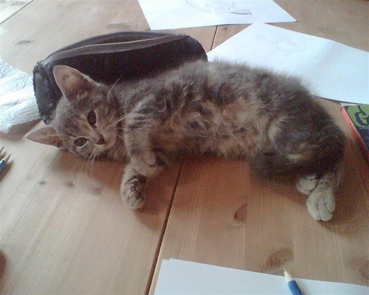 Huskat Lillemis †*død*† billede 2