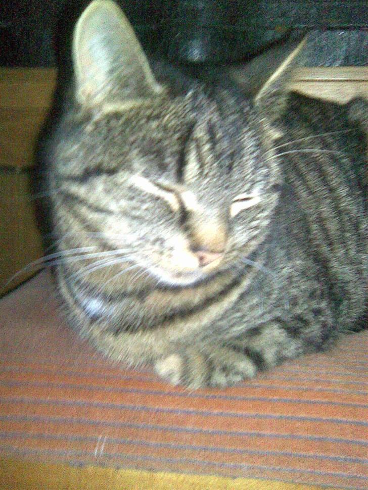 Blanding af racer Penny billede 1