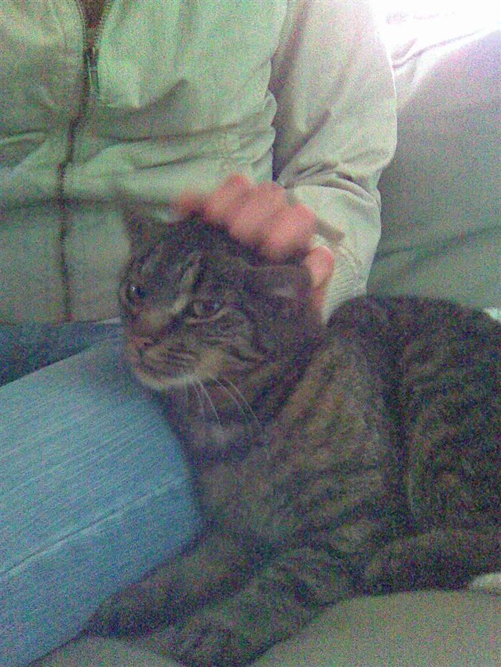 Blanding af racer Penny billede 2