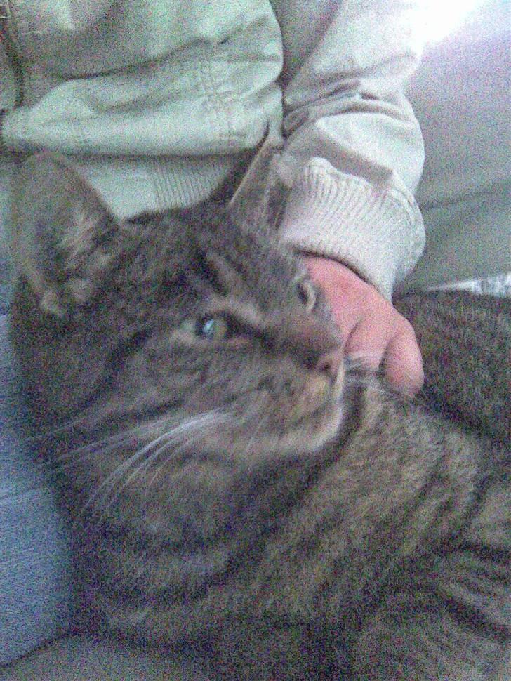 Blanding af racer Penny billede 3