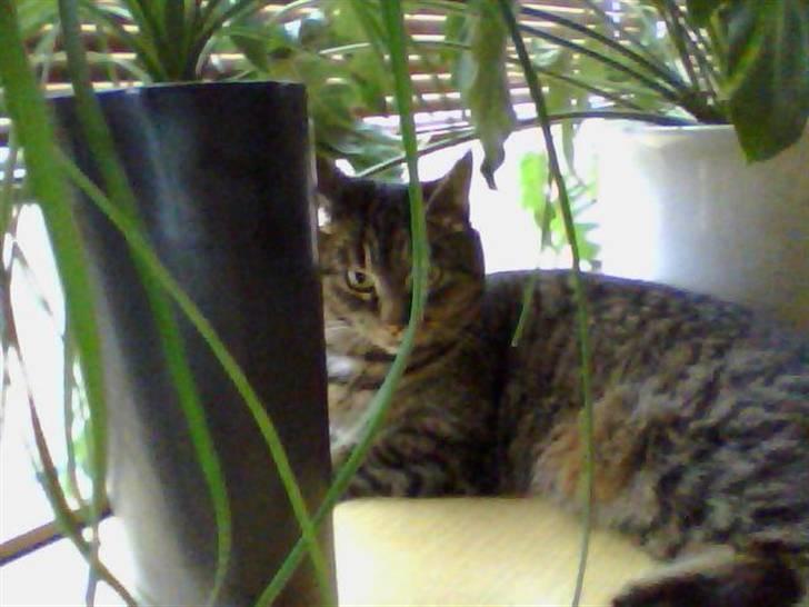 Blanding af racer Penny - yndlings sted. billede 4