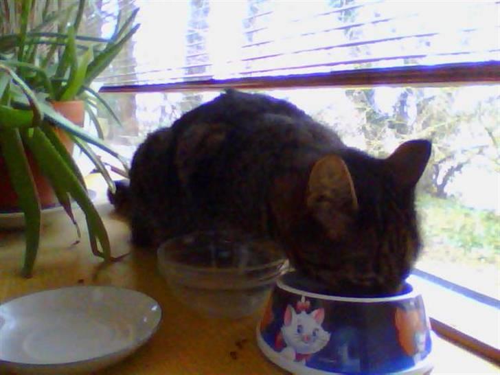 Blanding af racer Penny billede 5