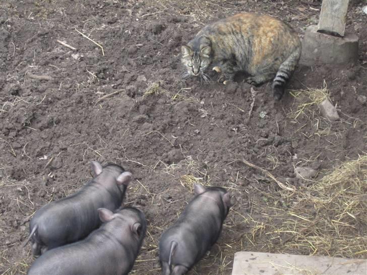 Huskat Janis - Janis sammen med de små nye grise :D billede 19
