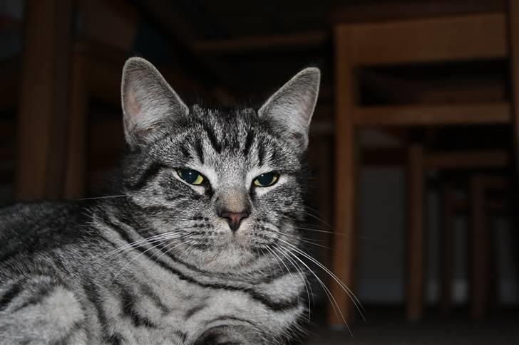 Blanding af racer Blackfoot billede 8