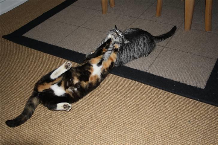 Blanding af racer Blackfoot billede 9