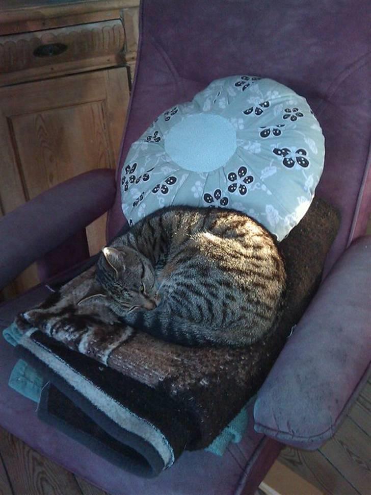 Huskat Sofine billede 15