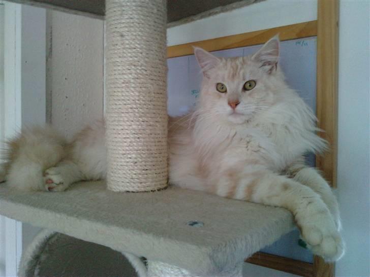 Blanding af racer marco billede 16