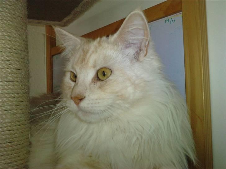 Blanding af racer marco billede 17