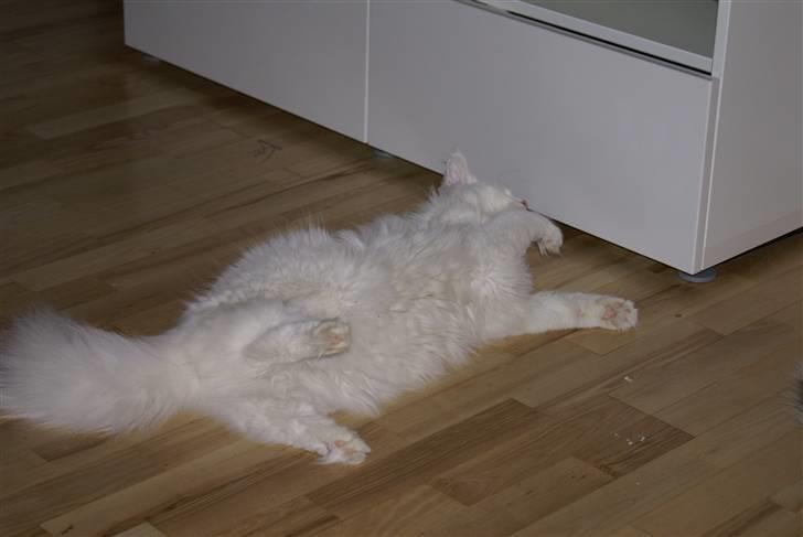 Norsk Skovkat Buum-Cats Gucci - legesyg ;) billede 9