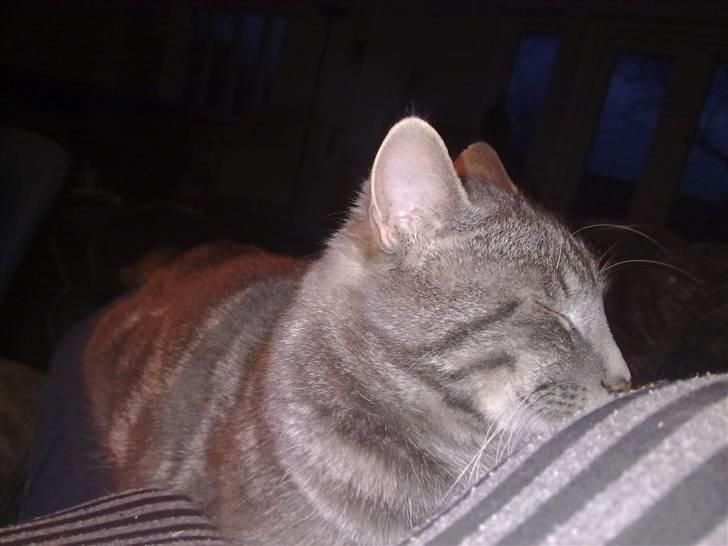 Huskat vigo billede 2