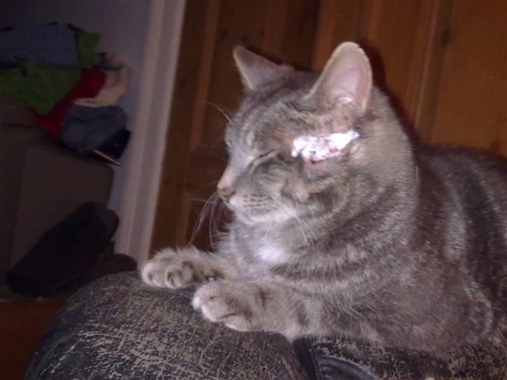 Huskat vigo billede 3