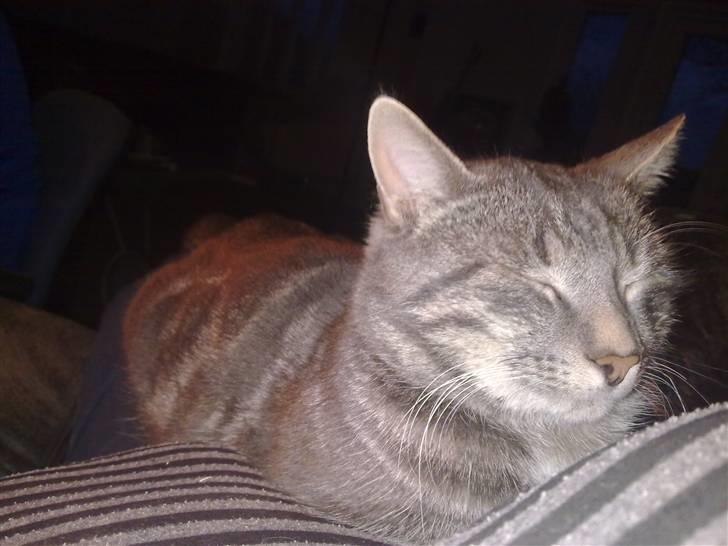 Huskat vigo billede 4