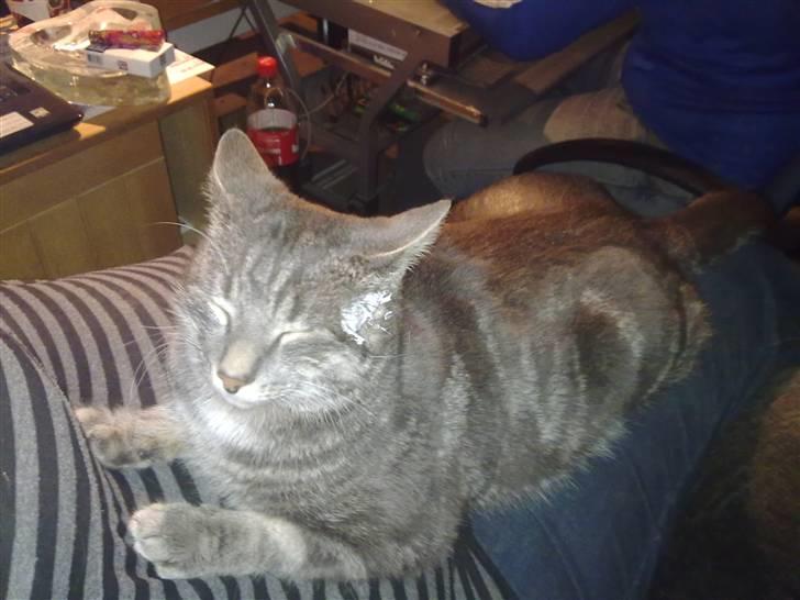 Huskat vigo billede 5