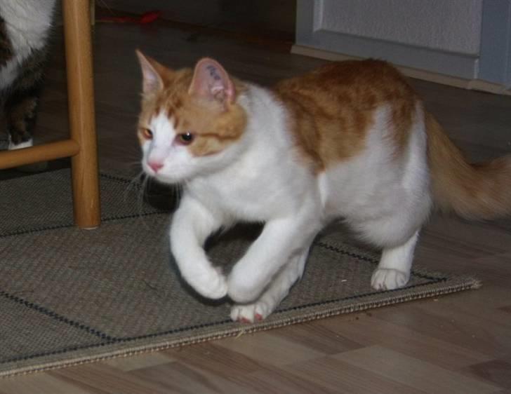 Blanding af racer Crash billede 5