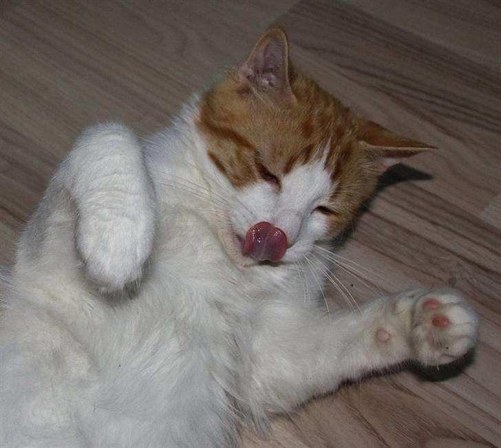 Blanding af racer Crash billede 7