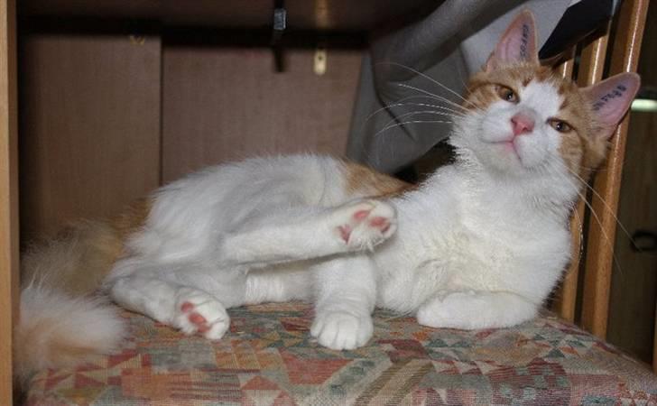 Blanding af racer Crash - den unge løve ;) billede 2