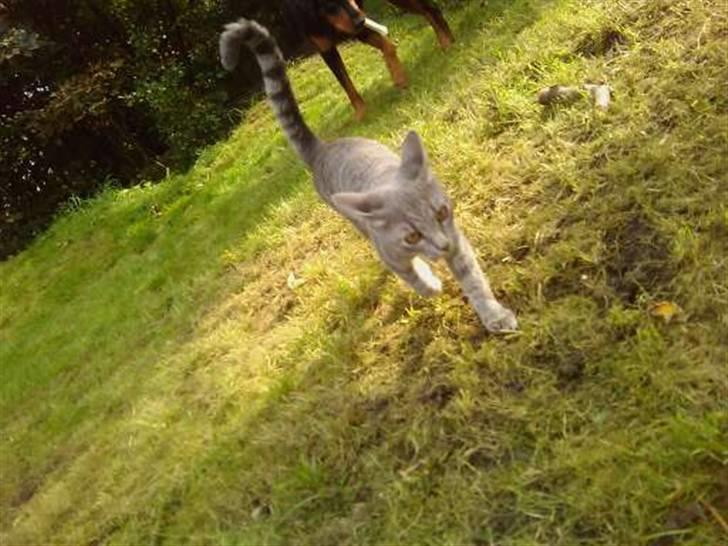 Blanding af racer Gin billede 5