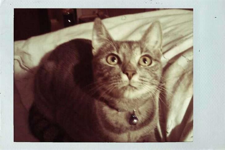 Blanding af racer Gin billede 6