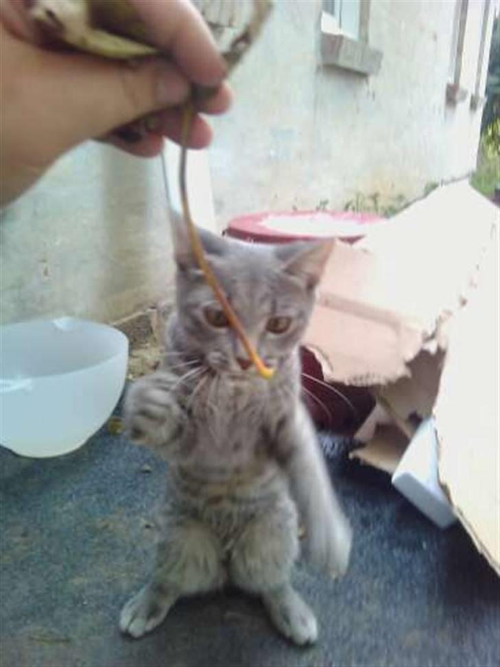 Blanding af racer Gin billede 7