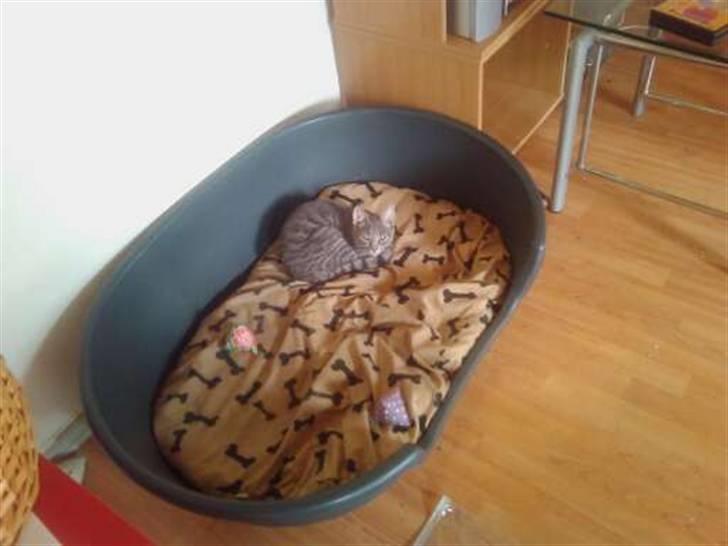 Blanding af racer Gin billede 8